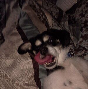 Meet your Posher, William